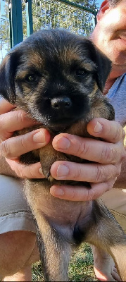 CHIOT 5