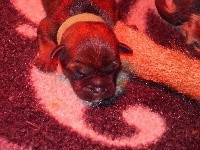 CHIOT