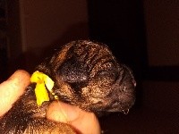 CHIOT