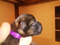 CHIOT violet
