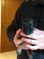 CHIOT jaune