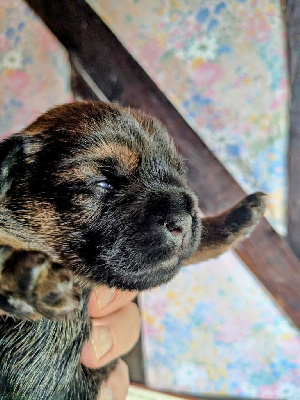 CHIOT