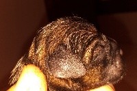 CHIOT