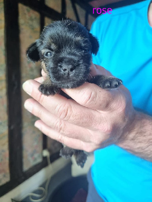 CHIOT