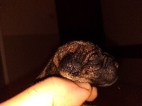 CHIOT