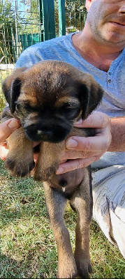 CHIOT 3