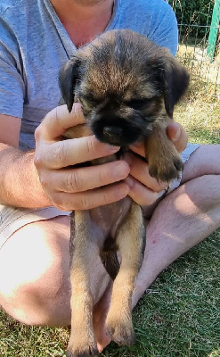 CHIOT 6