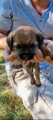 CHIOT 2