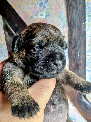 CHIOT