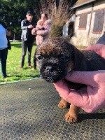 CHIOT rose