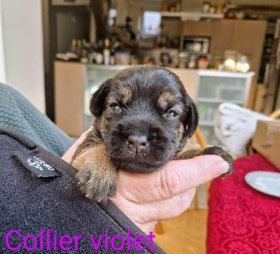Collier violet 