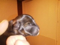 CHIOT