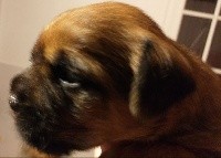 CHIOT