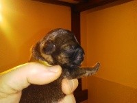 CHIOT or