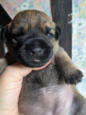 CHIOT