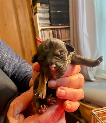CHIOT 4