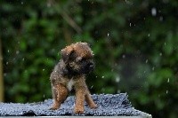 CHIOT