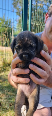 CHIOT 4