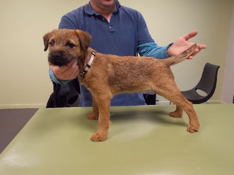 d'Hixa's Stories - Border Terrier - Portée née le 21/09/2016