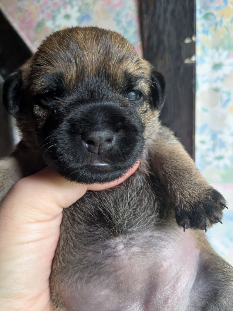 CHIOT