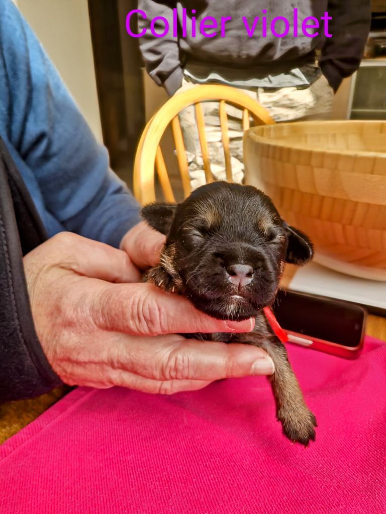d'Hixa's Stories - Chiots disponibles - Border Terrier