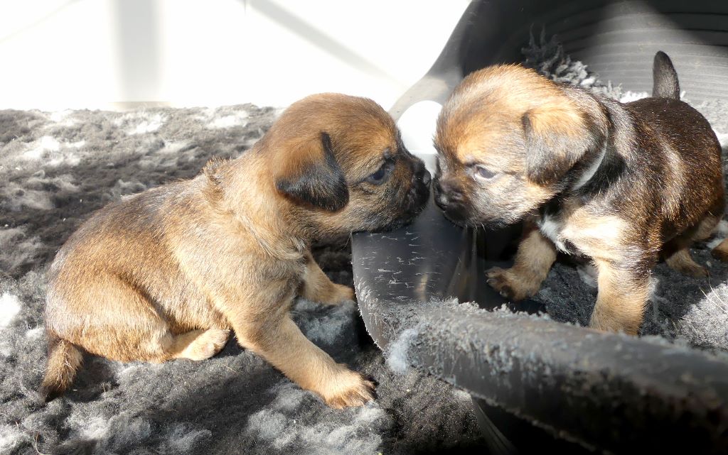 d'Hixa's Stories - Border Terrier - Portée née le 31/01/2018