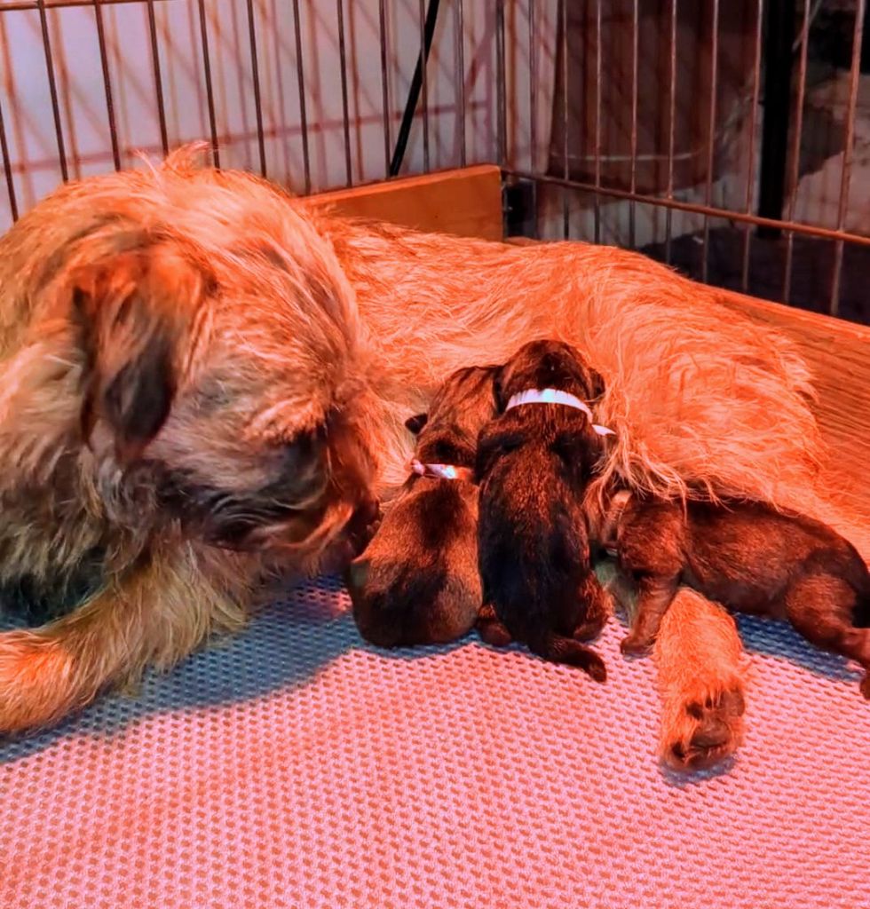 Chiot Border Terrier d'Hixa's Stories