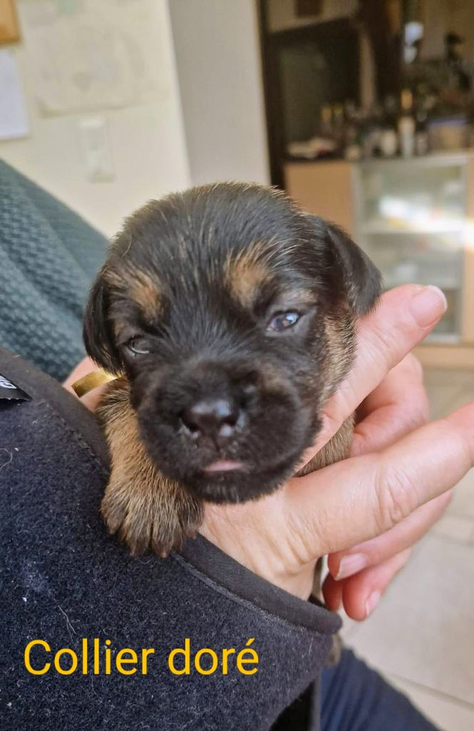 d'Hixa's Stories - Chiots disponibles - Border Terrier